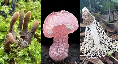 20 Most Bizarre Mushroom And Fungi Species In The World