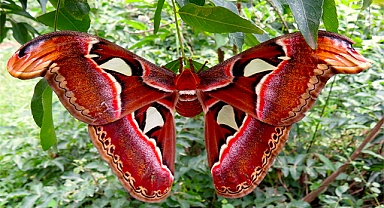 Interesting Facts About The Giant Atlas Moth