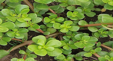 Surprising Benefits Of Purslane 