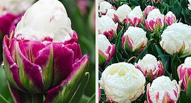 The Gorgeous Ice Cream Tulips Looks Very Delicious
