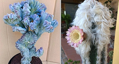 These 30 Types Of Cactus And Succulents That Look Like Something Out Of This World