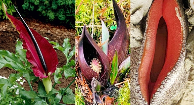 11 Worst Smelling Flowers In The World