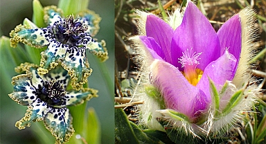 24 Of The Most Unique Flowers Will Surprise You