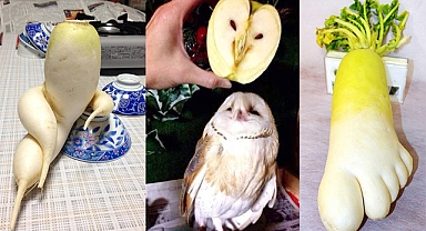 25 Photos Of Vegetables And Unusually Funny-Shaped Fruits In The World 