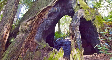 10 Sky-High Giants: The World’s Tallest Trees