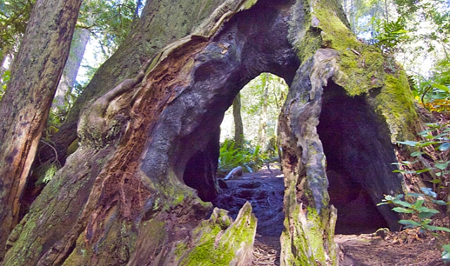 10 Sky-High Giants: The World’s Tallest Trees