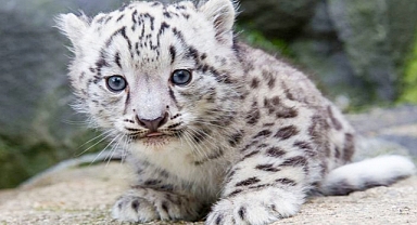 12 Endangered Animals: Species on the Brink of Extinction