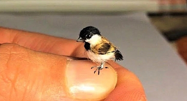8 Smallest Birds on the Planet