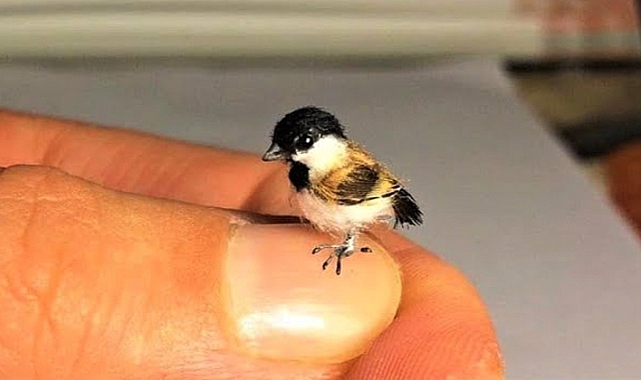 8 Smallest Birds on the Planet