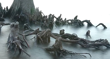 8 Eerie Trees That Will Give You Chills