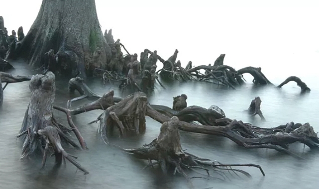 8 Eerie Trees That Will Give You Chills