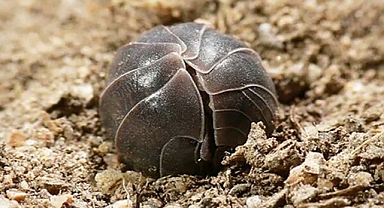 15 Charming Animal Facts You Probably Didn't Know