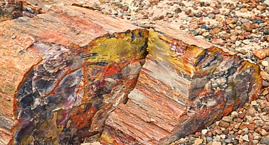 225 Million Years Old Enigmatic Stonewood: The Formation of Ancient Fossil Trees in Arizona