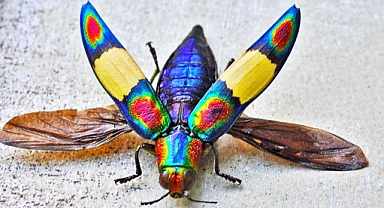 7 Mesmerizingly Colorful Insects You’ll Want to Know About