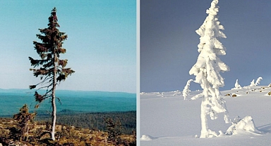 9,500-Year-Old Swedish Spruce Holds Record as Oldest Living Tree