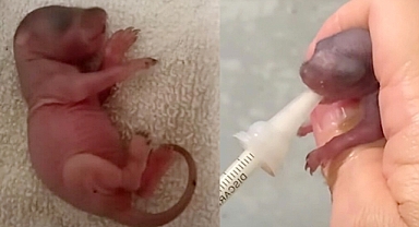 A Chance Encounter Leads to a Lifelong Bond with an Unusual Pink Creature