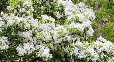 A Guide to Growing Chinese Fringe Tree: Benefits, Drawbacks, Growth Rate, and Fruit Production