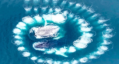 Aerial Drone Captures Humpback Whales Crafting Mesmerizing Spiral Bubbles