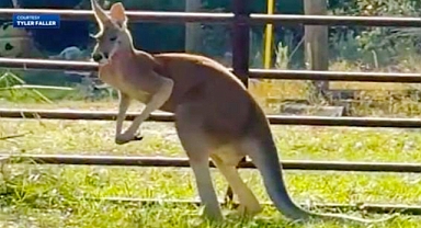 Bear Breaks into Enclosure, Kangaroo Escapes in Florida Town: Sheriff