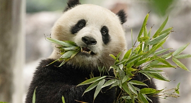 China’s New Panda Diplomats Set Off for Washington: Bao Li and Qing Bao Embark on Historic Journey