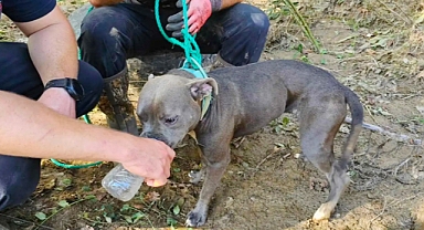 Dog Rescued from Tree After Hurricane Helene Floods in Tennessee