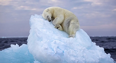 Dreaming on Ice Wins People's Choice in Wildlife Photography