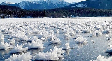 Frost Flowers: Nature’s Winter Blooms in the Arctic Ocean