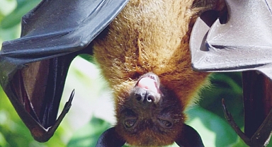 Guardians of the Forest: The Giant Golden-Crowned Flying Fox