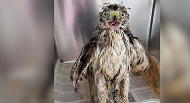 Hawk Rescued From Manure Pit Makes Miraculous Recovery in Just One Day