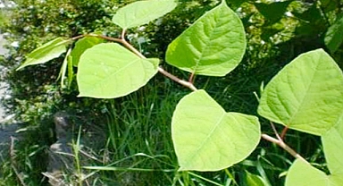 How Invasive Plants Can Lower Your Home’s Value