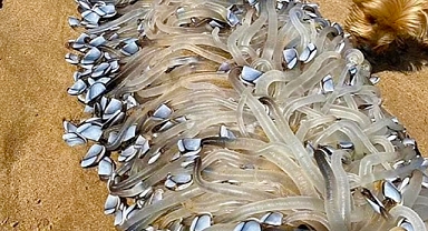 Mysterious Sea Creature Washes Ashore in Australia: Locals Discover Goose Barnacles