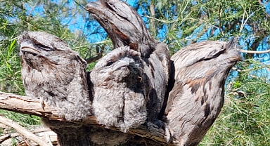 Nature’s Master of Disguise: The Camouflaged Tawny Frogmouth