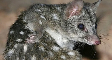 Rare Discovery of Baby Western Quolls Brings New Hope for Endangered Species