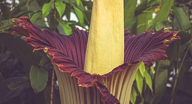The Bizarre Life and Deathly Smell of the Titan Arum