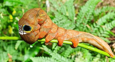 The Eerie Pink Underwing Moth: Australia’s Skull-Marked Caterpillar from the Rainforest