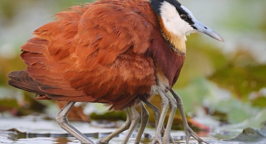 The Fascinating Life of the African Jacana: A ‘Jesus Bird’ With a Many-Legged Illusion