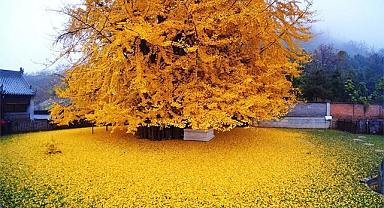 The Golden Ginkgo Drops An Ocean Of Golden Leaves: A Timeless Treasure at Gu Guanyin Temple