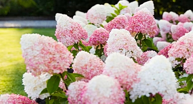 The Panicle Hydrangea: Origins, Flowering Period, And Care Guide