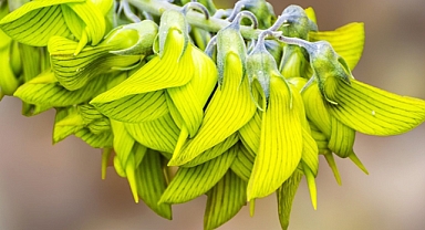 This Fascinating Plant Has Bird-Shaped Flowers That Resemble Hummingbirds