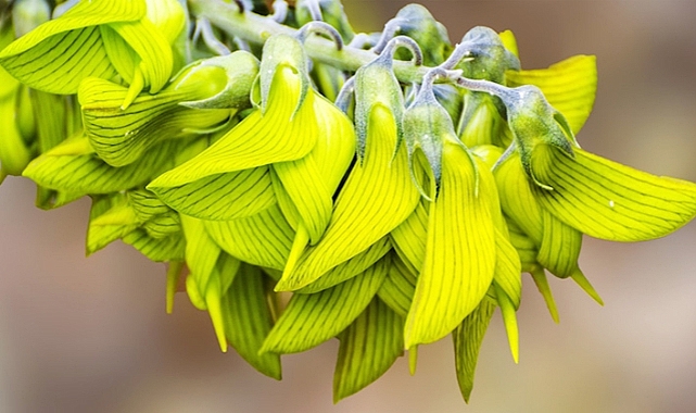 This Fascinating Plant Has Bird-Shaped Flowers That Resemble Hummingbirds