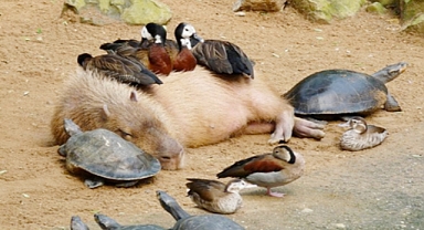 Why Are Capybaras So Chill? Adorable Photos of Unlikely Animal Friendships