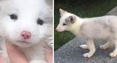Woman Discovers ‘Adorable Puppy’ is Actually a Fox After a Year of Care