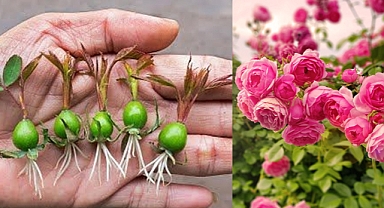 Cultivating Roses from Rose Calyx: A Step-by-Step Guide for Beginners