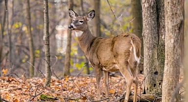 Flooding Halts Deer Hunting in Louisiana’s Maurepas Swamp