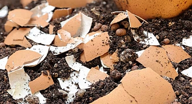 Harnessing the Power of Eggshells: A Natural Boost for Your Garden