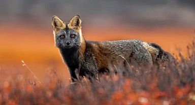  Photographer Stunned by Rare Fox’s Piercing ‘Human-Like’ Gaze