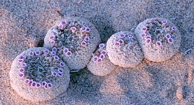 Sand Food: A Parasitic Wonder of the Desert