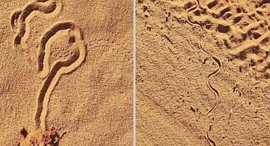 Surprising Tracks Discovered in Australia: Not Snakes, but Something Even More Intriguing