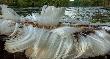 The Enigmatic Formation of Hair Ice: Nature’s Winter Masterpiece