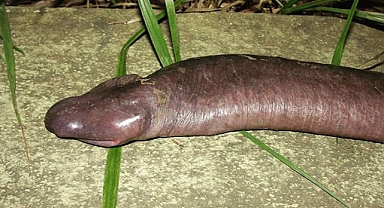 “Unveiling Atretochoana: The Bizarre Amphibian Astonishing the World”